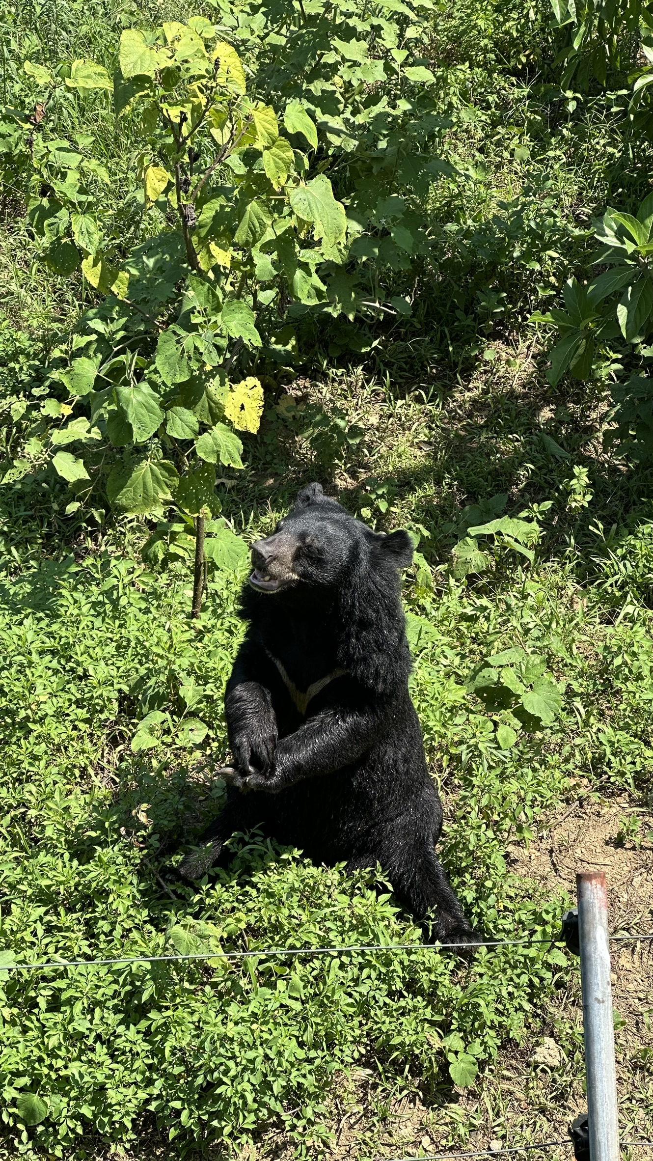 Moon bear sitting upright in the outdoor enclosure